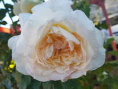 Maggie - Modern Shrub (bare rooted)