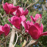 Magnolia liliiflora x campbellii Vulcan