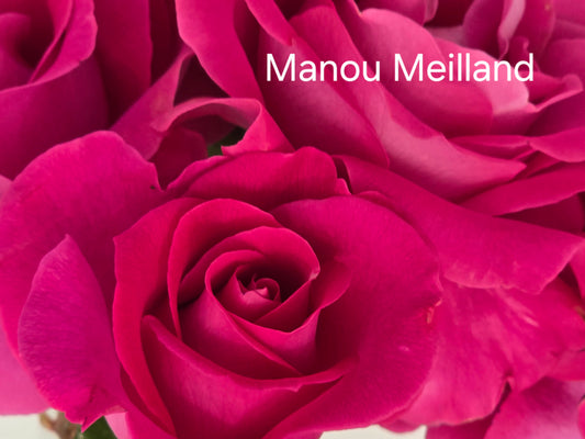 Manou Meilland Hybrid Tea Bush Rose (Bareroot)