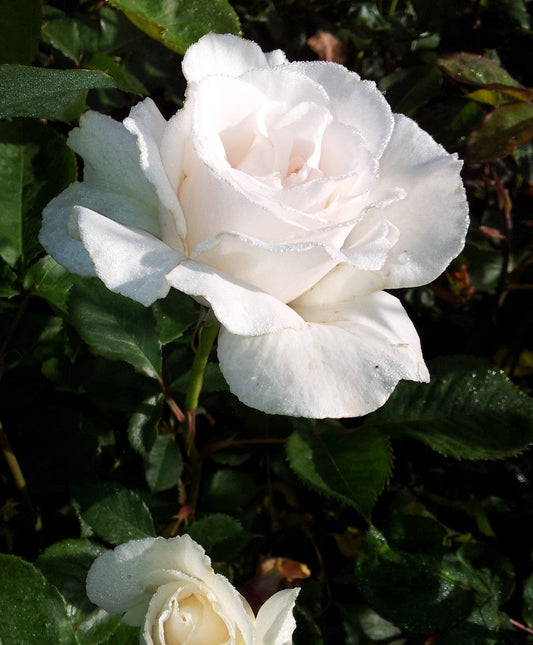 Margaret Merril - Floribunda Rose (bare rooted)