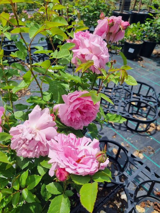 Mary Rose - David Austin shrub