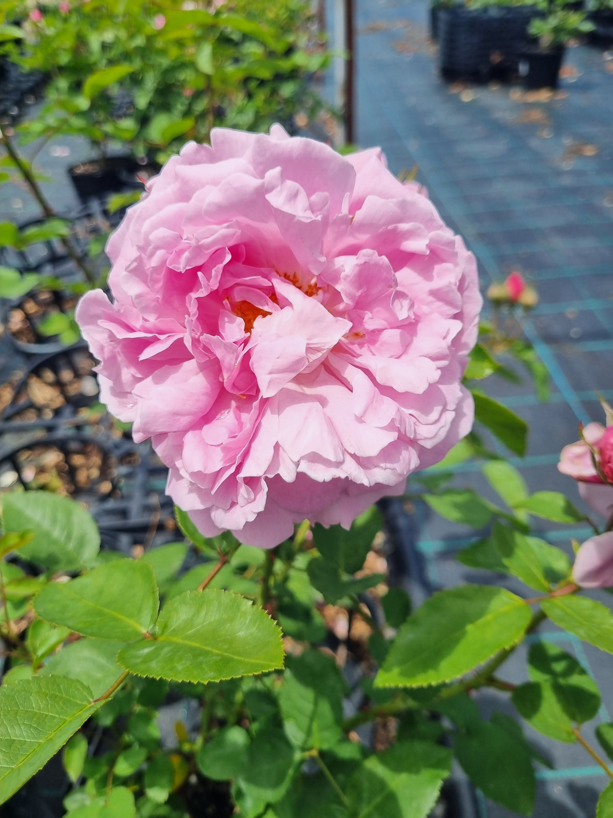 Mary Rose - David Austin shrub