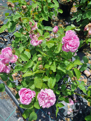 Mary Rose - David Austin shrub