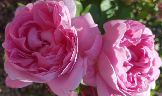 Mary Rose - David Austin shrub