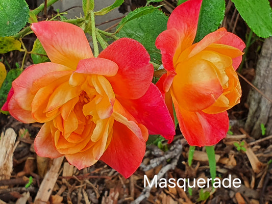 Masquerade (Climbing) Bush Rose