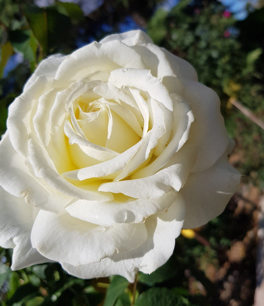 Memoire - Hybrid Tea Rose (bare rooted)