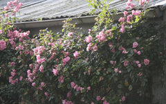 Pinkie Climbing Rose