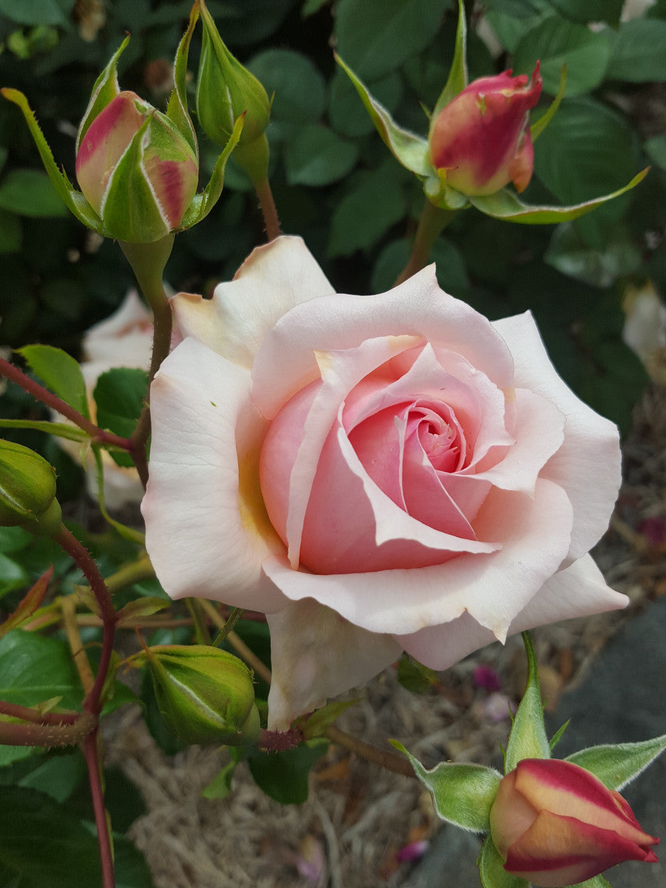 Mother's Love - Hybrid Tea Rose (bare rooted)