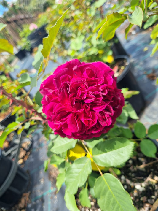 Munstead Wood - David Austin Rose