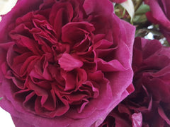 Munstead Wood - David Austin Rose (bare rooted)