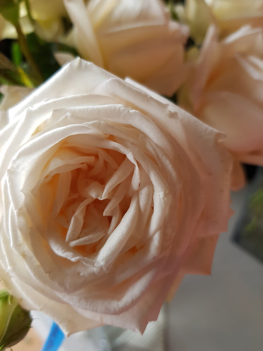 Madame Anisette New Release Hybrid Tea Bush Rose