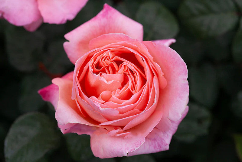 Mademoiselle Meilland Hybrid Tea 2ft Patio Standard