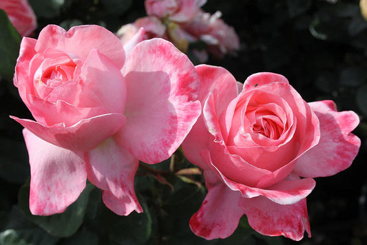 Mademoiselle Meilland Hybrid Tea 2ft Patio Standard