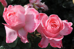 Mademoiselle Meilland (bare-rooted)