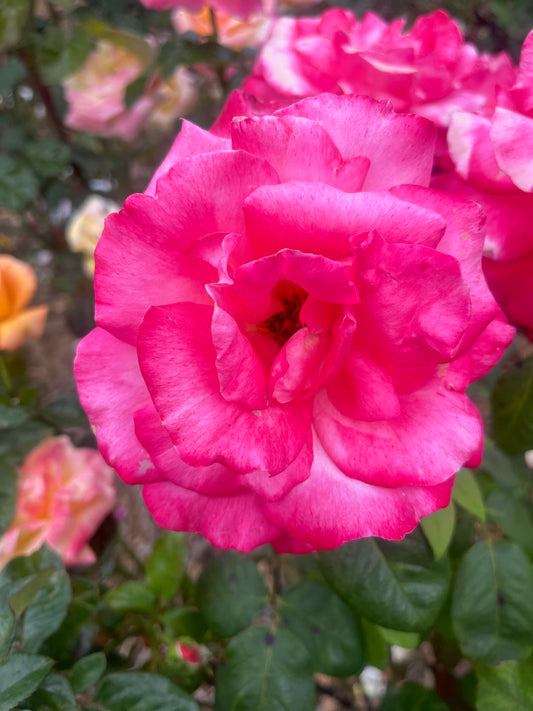 Megan Louise Hybrid Tea Bush Rose