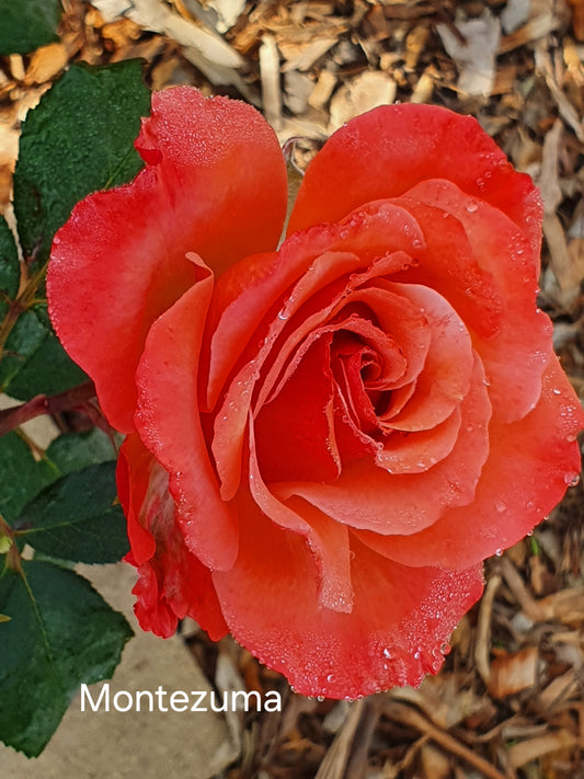 Montezuma Hybrid Tea Bush Rose (Bareroot)