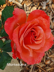 Montezuma Hybrid Tea Bush Rose (Bareroot)