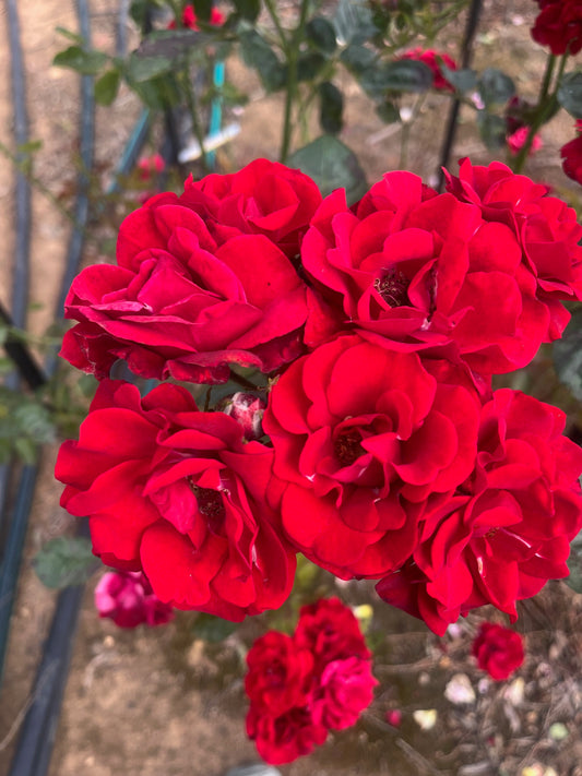 Moulin Rouge Floribunda Bush Rose