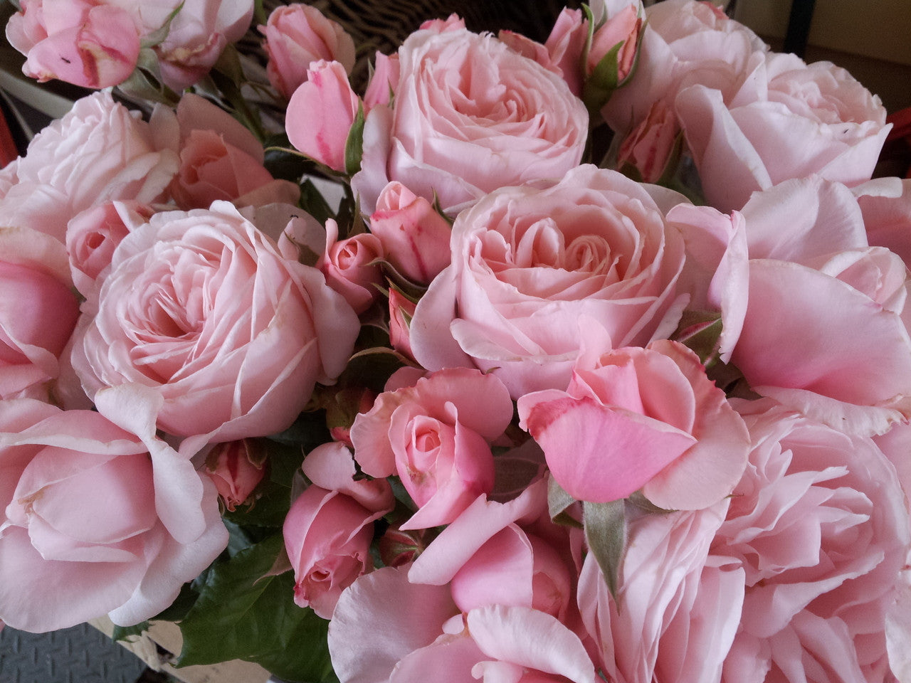 Nahema - Climbing Rose (bare rooted)