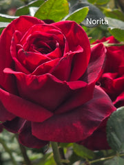 Norita Hybrid Tea Bush Rose (Bareroot)