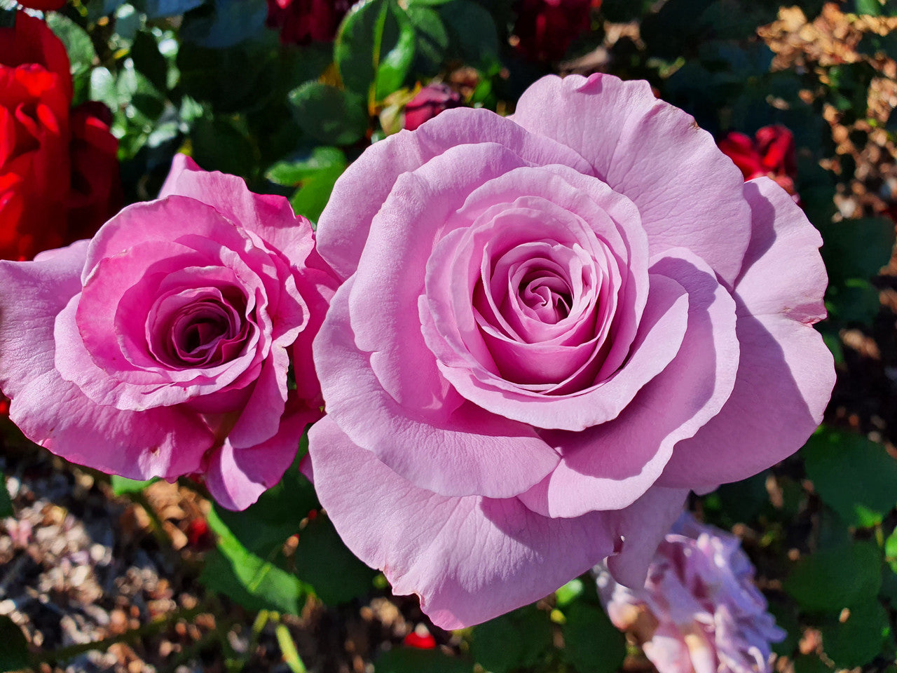 Neptune - Hybrid Tea Rose (bare rooted)