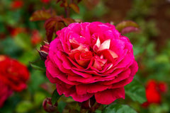 No Surrender - Potted Bush Rose