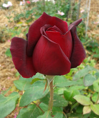 Oklahoma - Hybrid Tea Rose