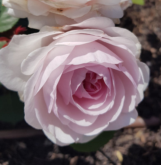 Olivia Rose Austin - David Austin