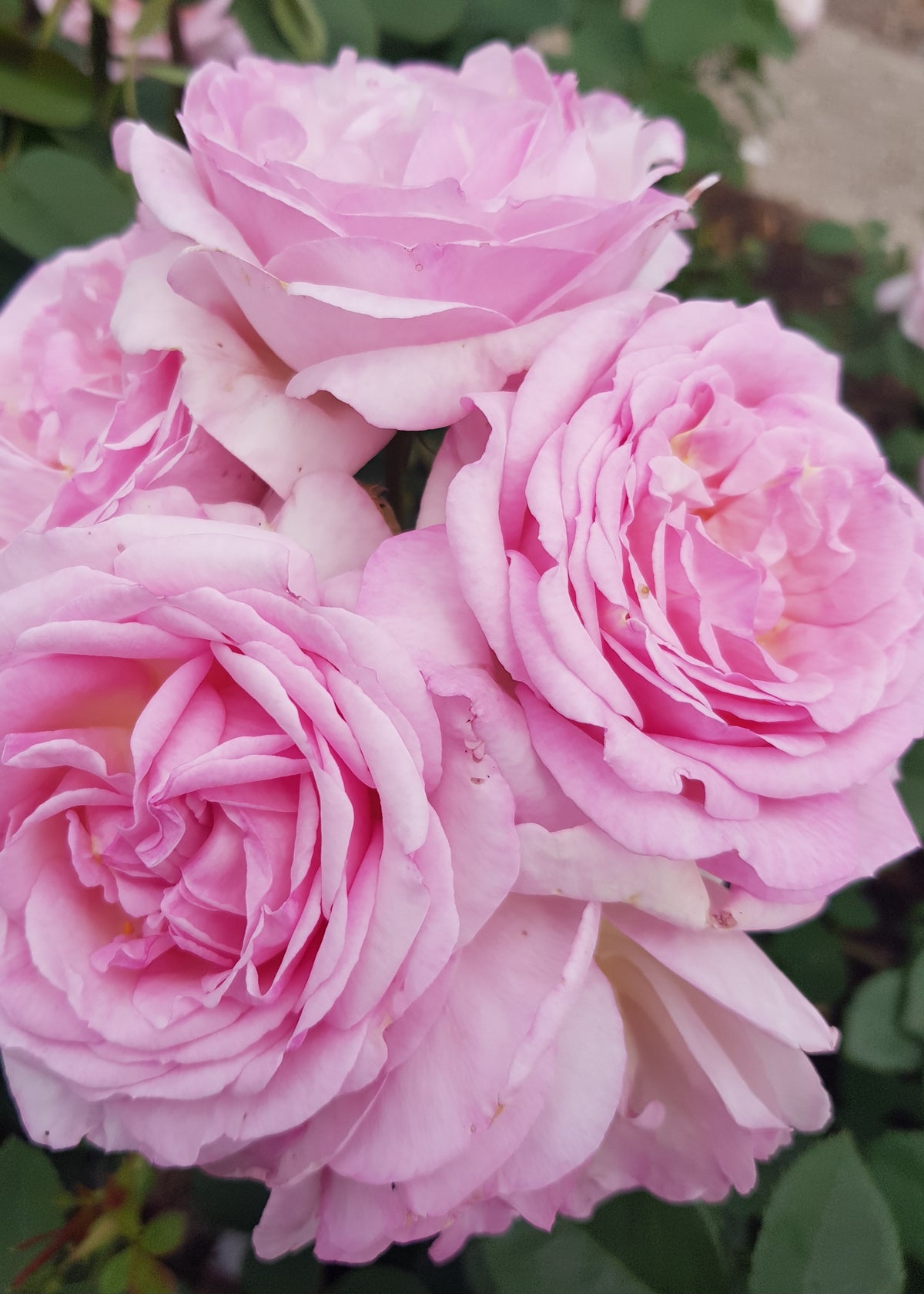 Only You - Modern Shrub Rose