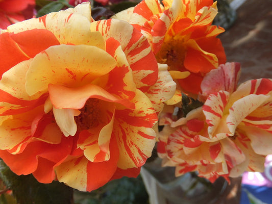 Oranges 'N' Lemons - Floribunda Rose