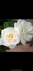 Our Vanilla Floribunda (Bareroot)