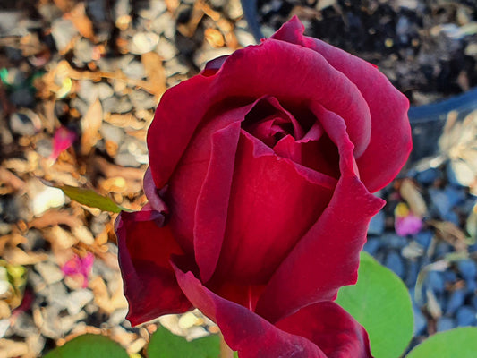 Oklahoma - Hybrid Tea Rose (bare rooted)