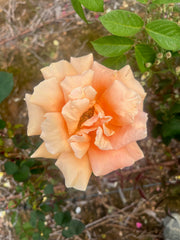 Old Timer Hybrid Tea Bush Rose