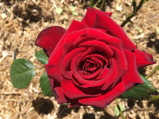 Papa Meilland - Climbing Rose