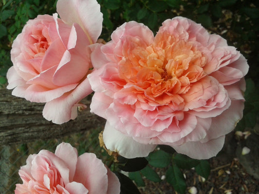 Papi Delbard - Delbard Climbing Rose (Bare-rooted)