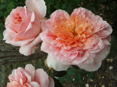 Papi Delbard - Delbard Climbing Rose (Bare-rooted)