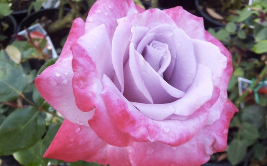 Paradise - Hybrid Tea Rose (bare rooted)