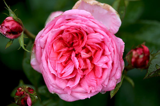 Parfum De Paris Rose