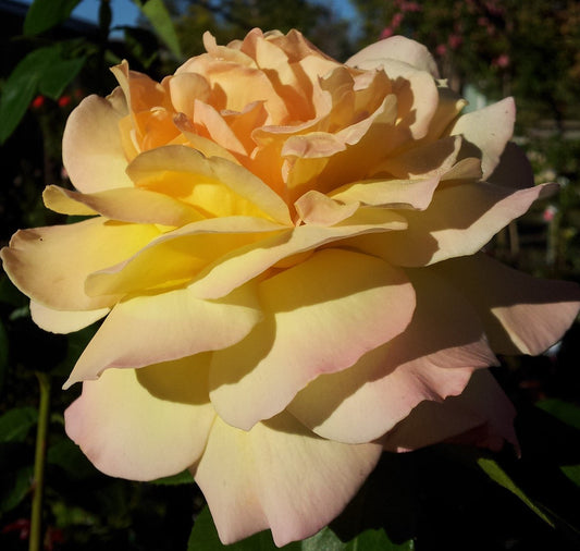 Peace (Climbing) Rose
