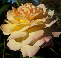 Peace - Hybrid Tea Potted 2ft patio standard