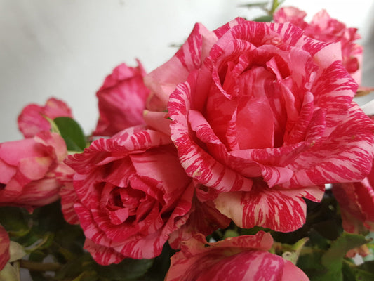 Pink Intuition - Delbard Rose