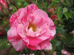 Flower Carpet Pink Splash 2ft Patio (Bareroot)
