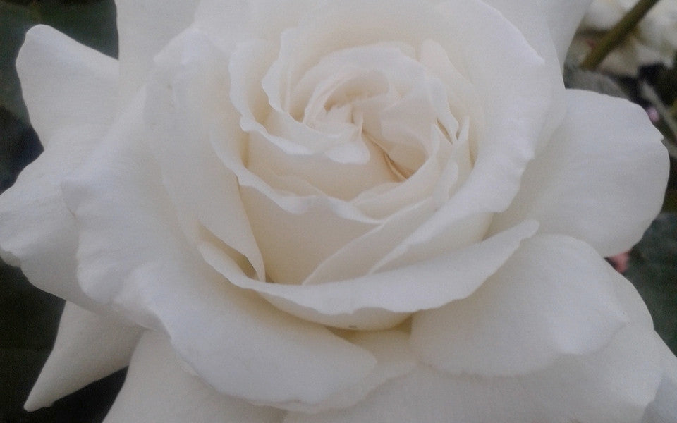 Pope John Paul the 2nd Hybrid Tea New Release Bush Rose