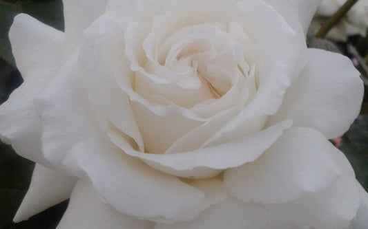 Pope John Paul the 2nd Hybrid Tea New Release Bush Rose