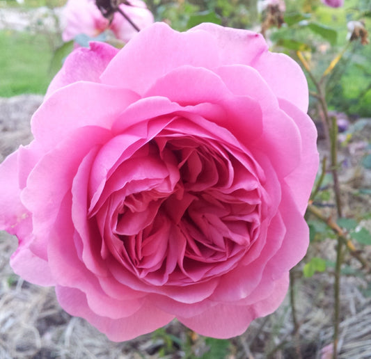 Princess Alexandra Of Kent - David Austin (bare rooted)
