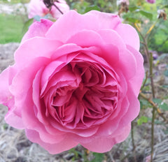 Princess Alexandra Of Kent - David Austin (bare rooted)