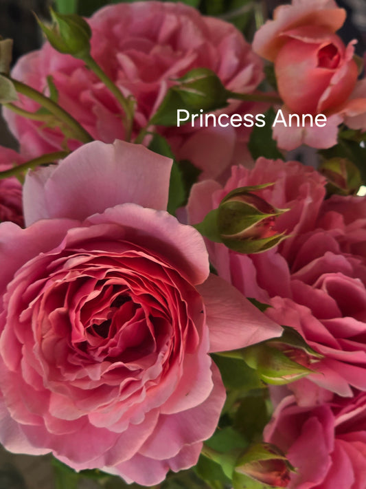 Princess Anne New Release David Austin Bush Rose (Bareroot)