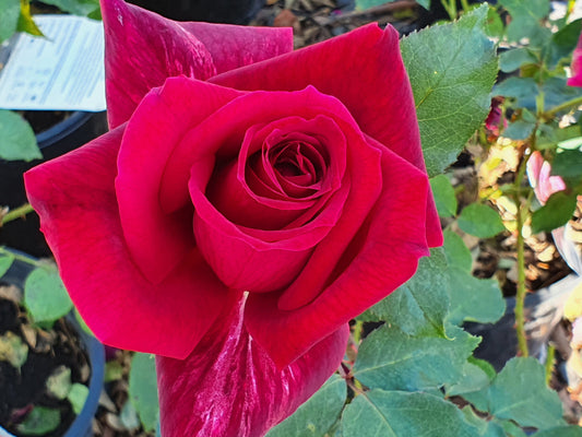 Papa Meilland - Hybrid Tea Rose (bare rooted)