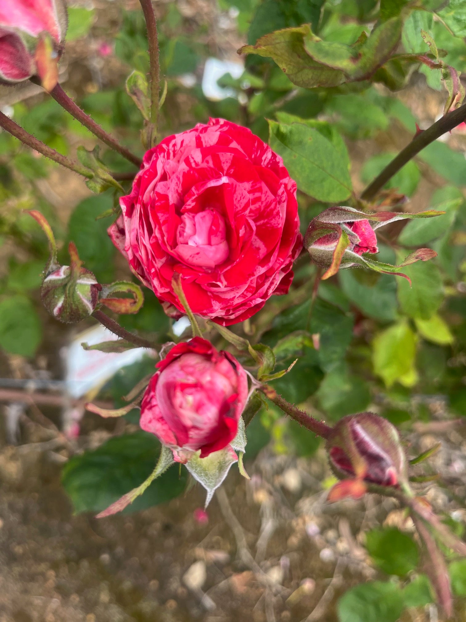 Peppermint Twist Hybrid Tea Bush Rose (Bare-rooted)