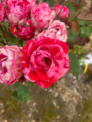 Peppermint Twist Hybrid Tea Bush Rose (Bare-rooted)
